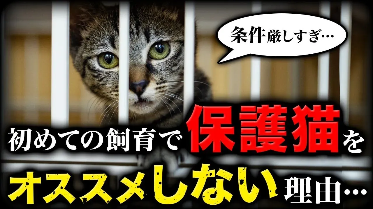 「保護 猫 ブリーダー どっち」？失敗しないための【衝撃の真実】と賢い選び方